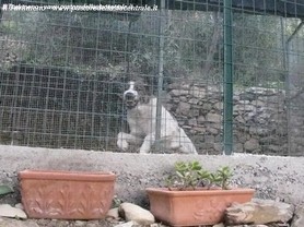 Tigre nel lavoro di guardia
